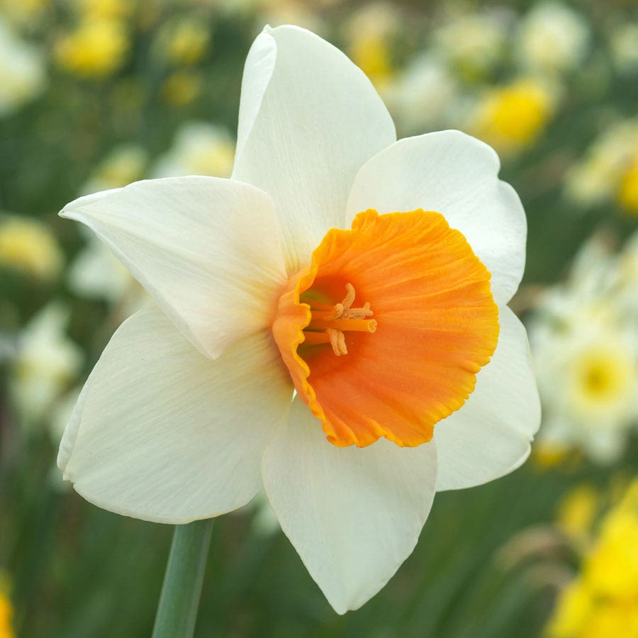 Narcissus Chromacolor Daffodil Bulbs