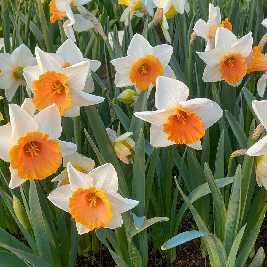 Narcissus Chromacolor Daffodil Bulbs