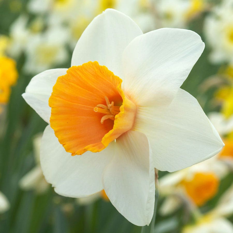 Narcissus Chromacolor Daffodil Bulbs