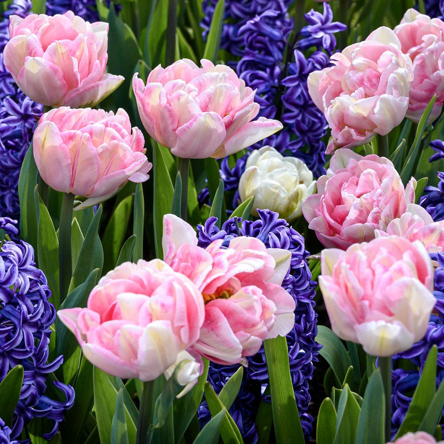 Tulip Foxtrot & Hyacinth Blue Jacket Blend Bulbs
