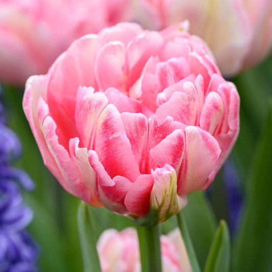Tulip Foxtrot & Hyacinth Blue Jacket Blend Bulbs