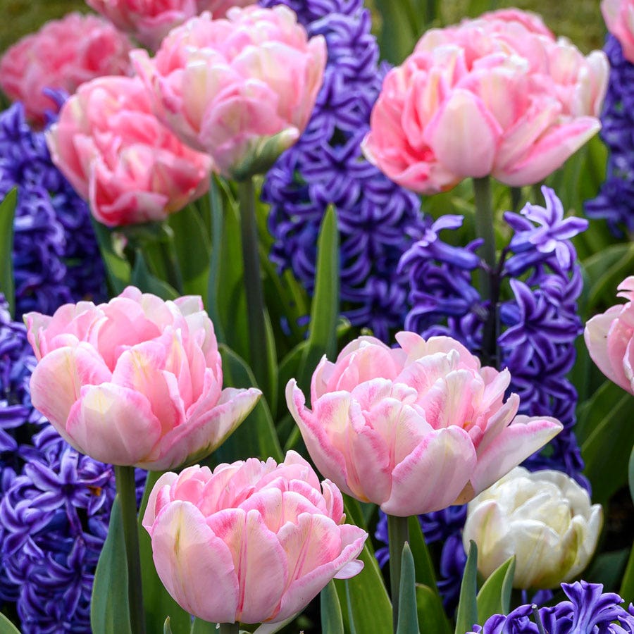 Tulip Foxtrot & Hyacinth Blue Jacket Blend Bulbs