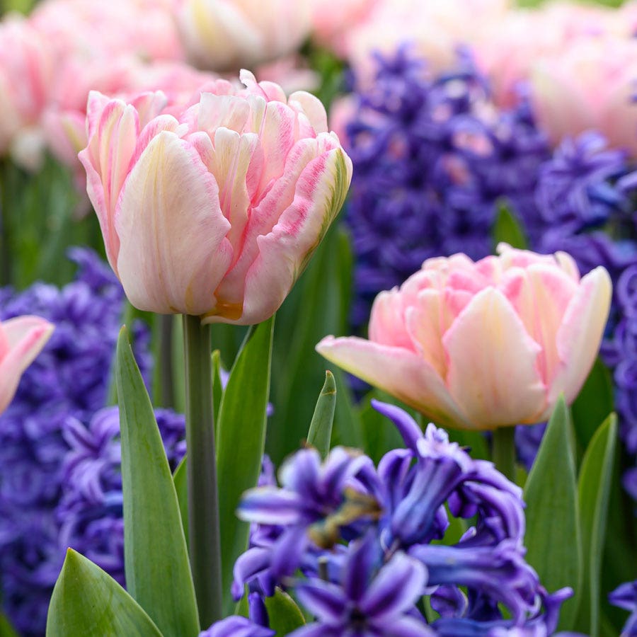 Tulip Foxtrot & Hyacinth Blue Jacket Blend Bulbs