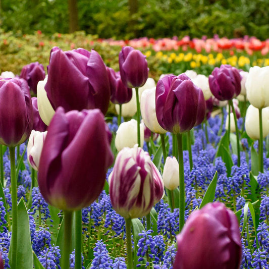 Tulipa & Muscari Flag Blend Bulbs