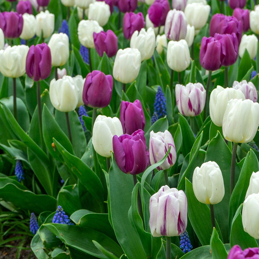 Tulipa & Muscari Flag Blend Bulbs