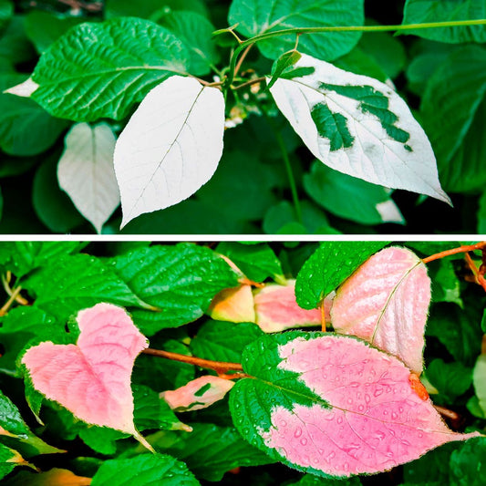 Actinidia Kiwi Kit Pasha™ & September Sun™