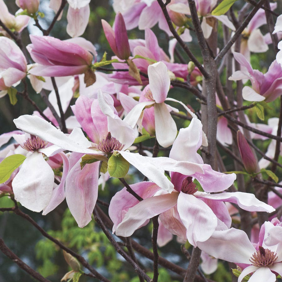 Magnolia 'Daybreak'