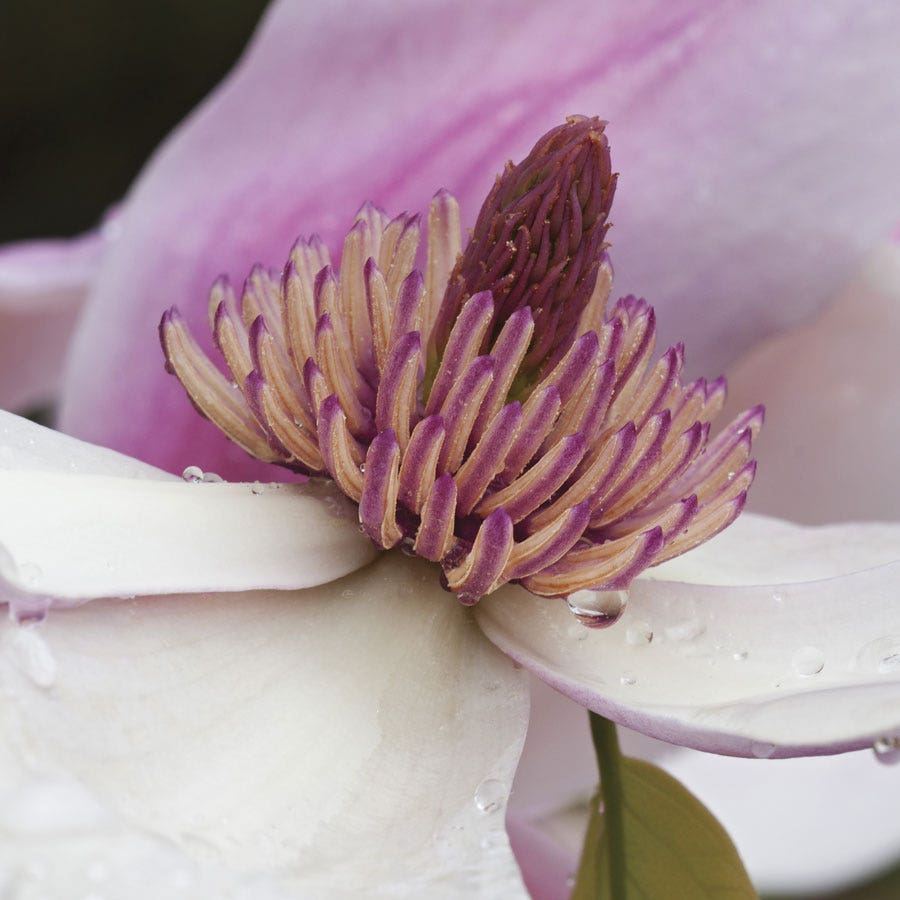 Magnolia 'Daybreak'