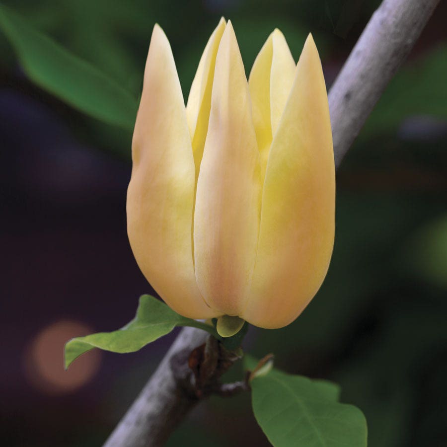 Magnolia 'Judy Zuk'