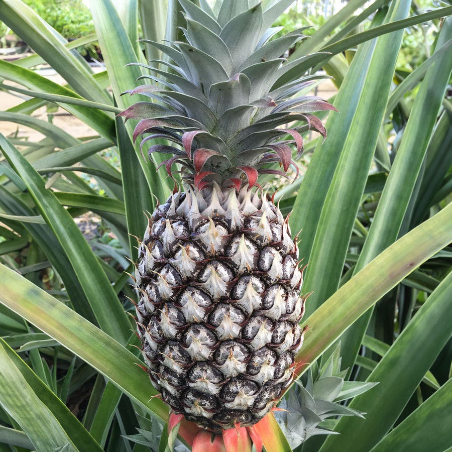 white pineapple plant Ananas 'White Jade' Pineapple