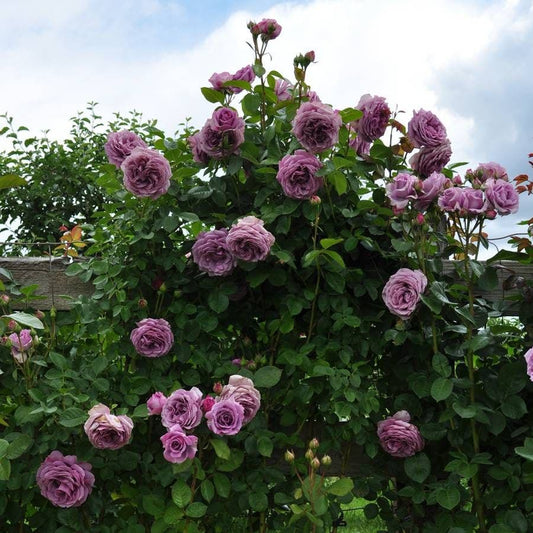 Quicksilver™ Arborose® Climbing Rose