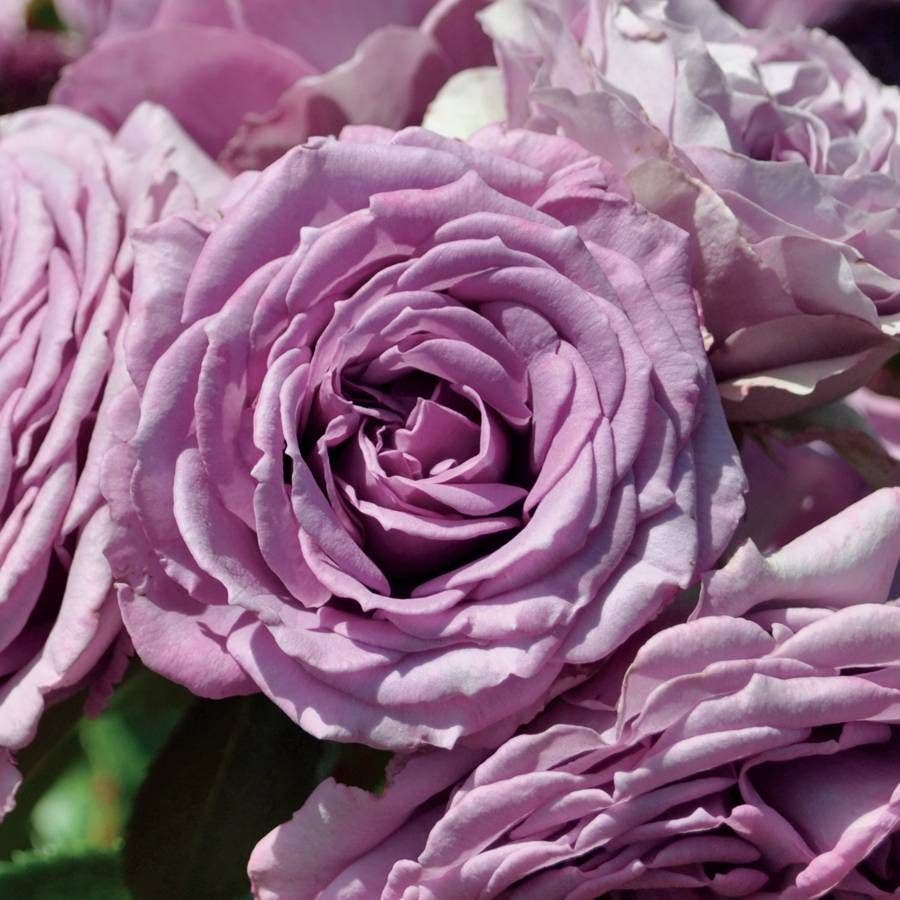 Quicksilver™ Arborose® Climbing Rose
