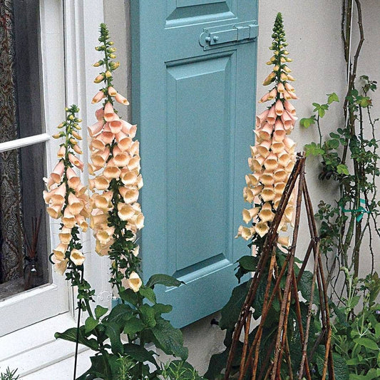 Digitalis 'Dalmatian Peach'