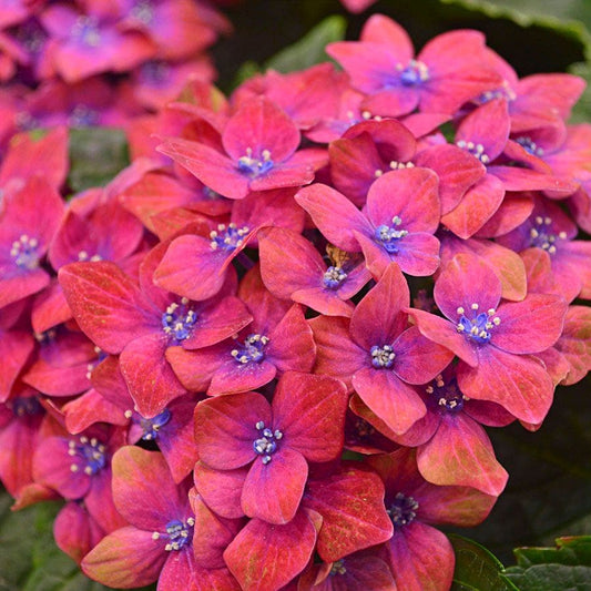 Hydrangea Next Generation® Pistachio Bigleaf Hydrangea