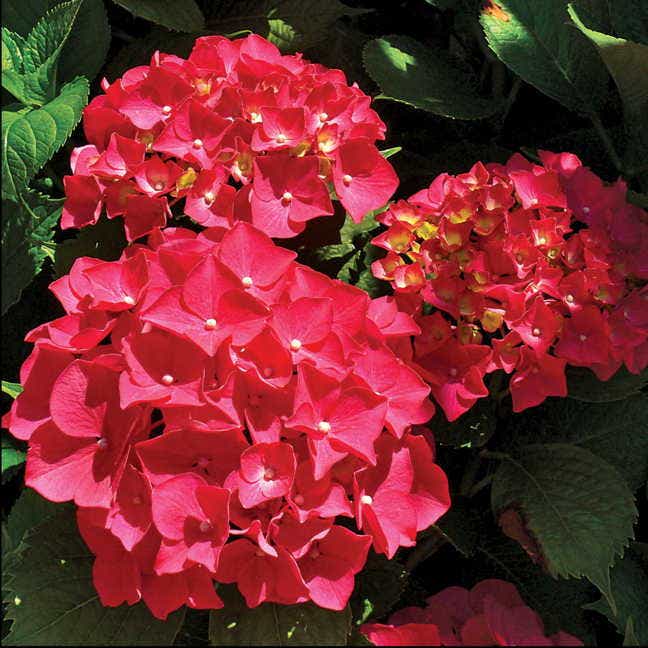 Hydrangea Next Generation® 'Red Sensation'