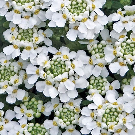 Snowflake Iberis Candytuft Plant