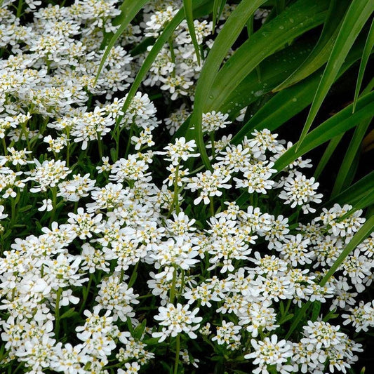 Snowflake Iberis Candytuft Plant