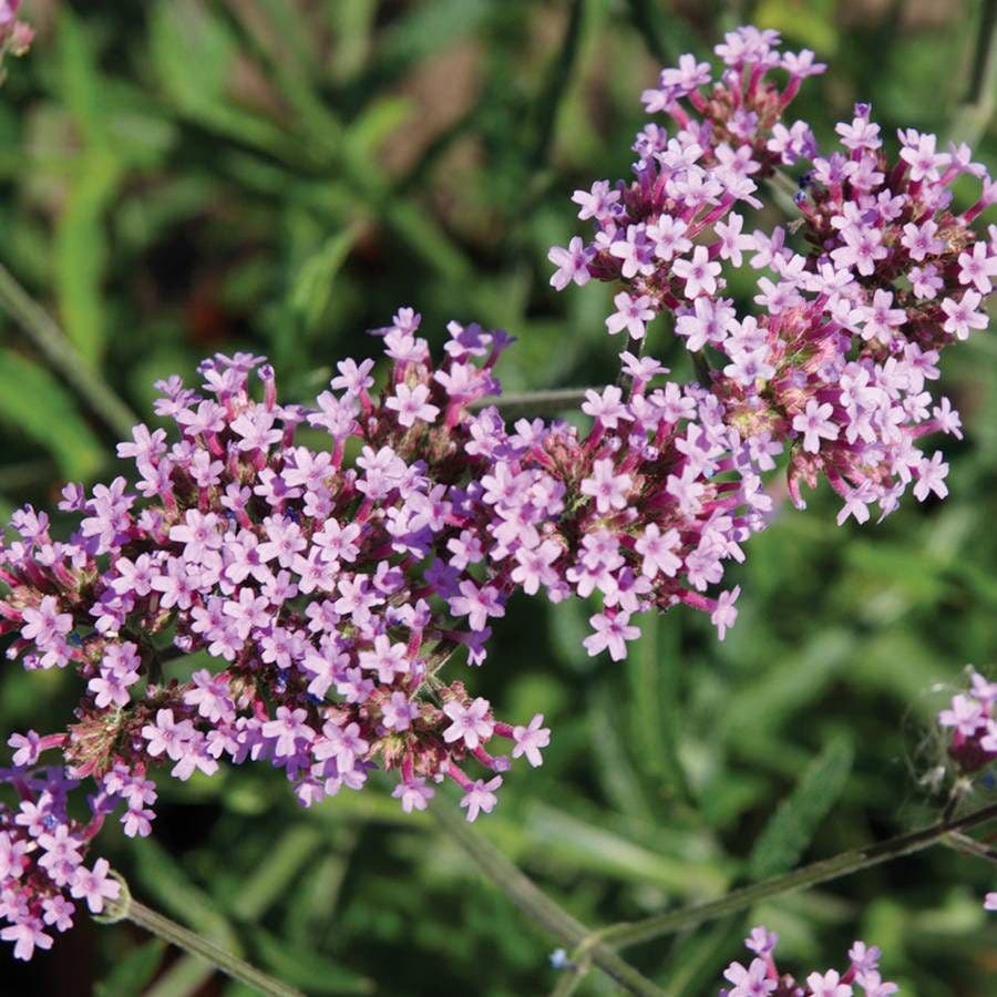 Verbena 'Lollipop'
