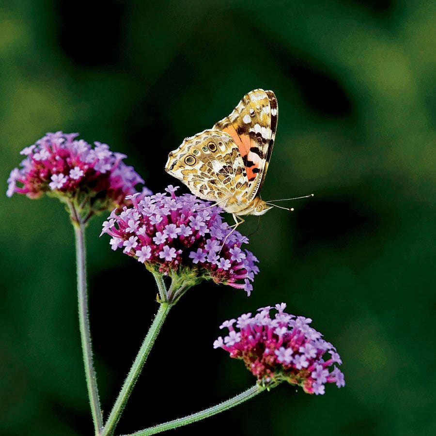 Verbena 'Lollipop'