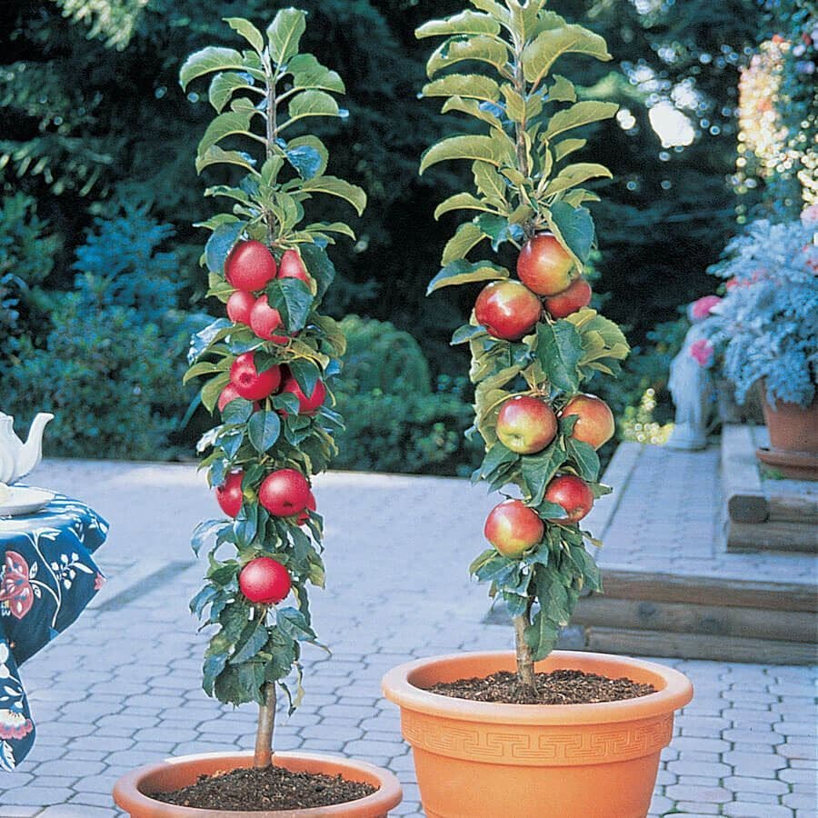 Malus Northpole™ Patio Apple Tree Kit