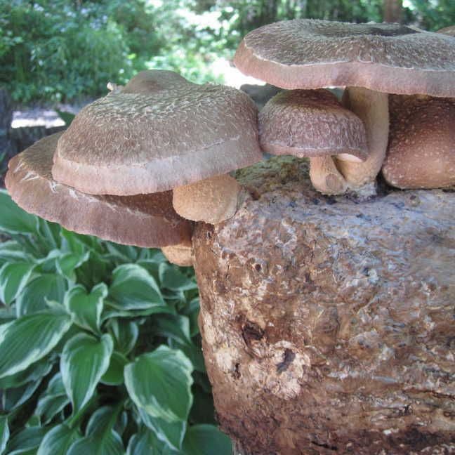 Mushroom Shiitake Fruiting Kit