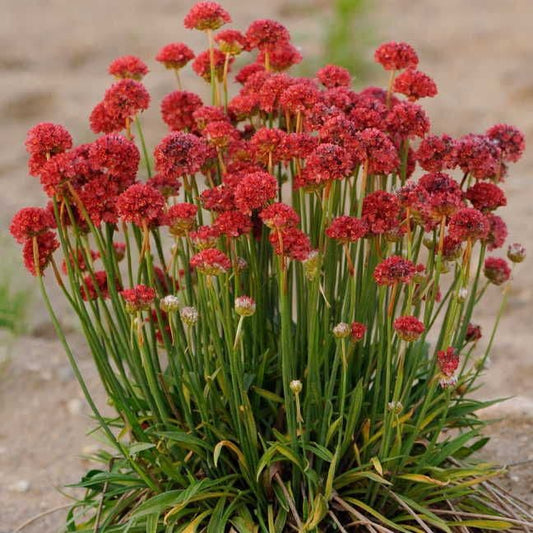 Armeria 'Ballerina Red'