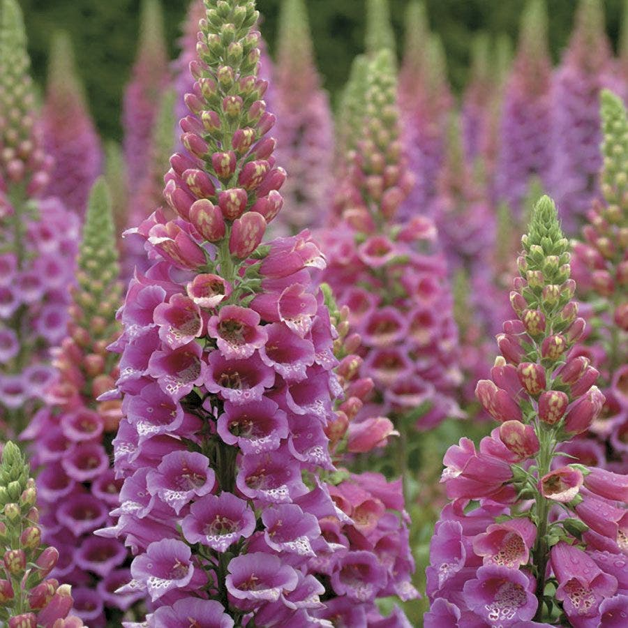 Digitalis 'Candy Mountain'