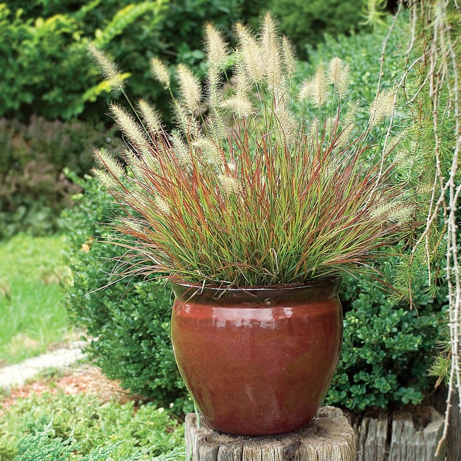 Pennisetum 'Burgundy Bunny'