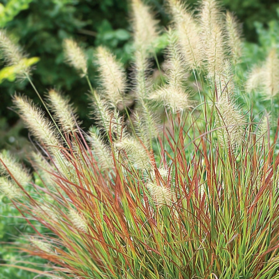 Pennisetum 'Burgundy Bunny'