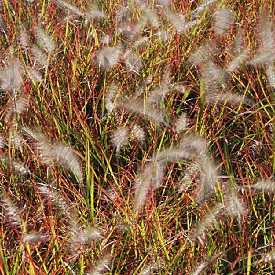 Pennisetum 'Burgundy Bunny'