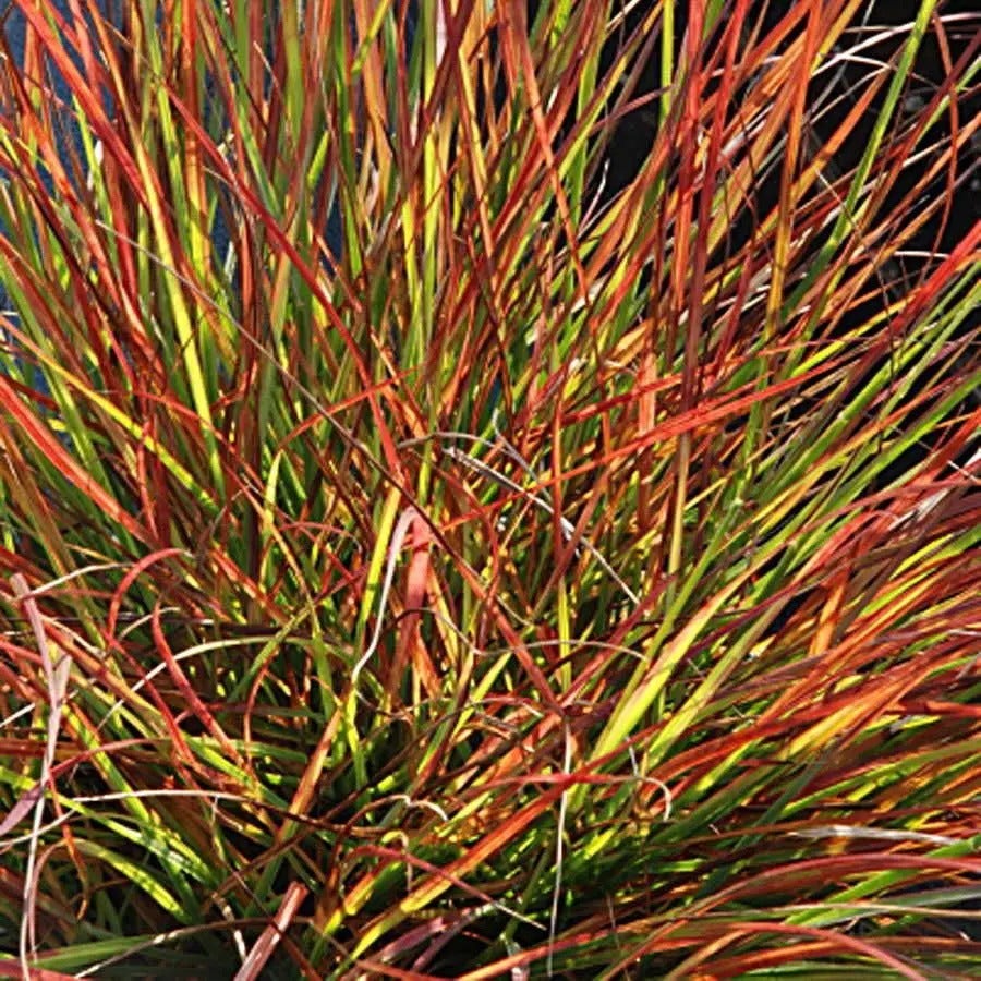 Pennisetum 'Burgundy Bunny'