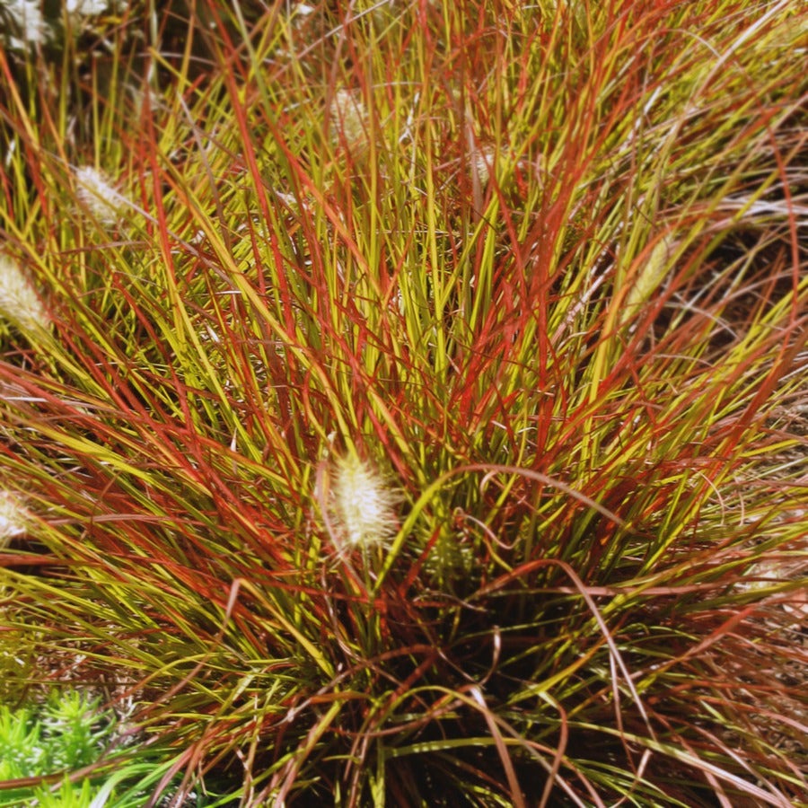 Pennisetum 'Burgundy Bunny'