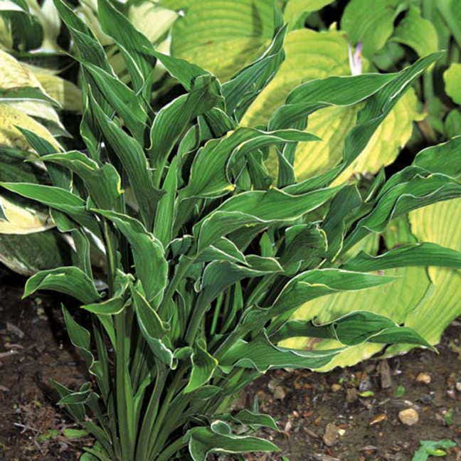 praying hands hosta companion plants Praying Hands Hosta Plant