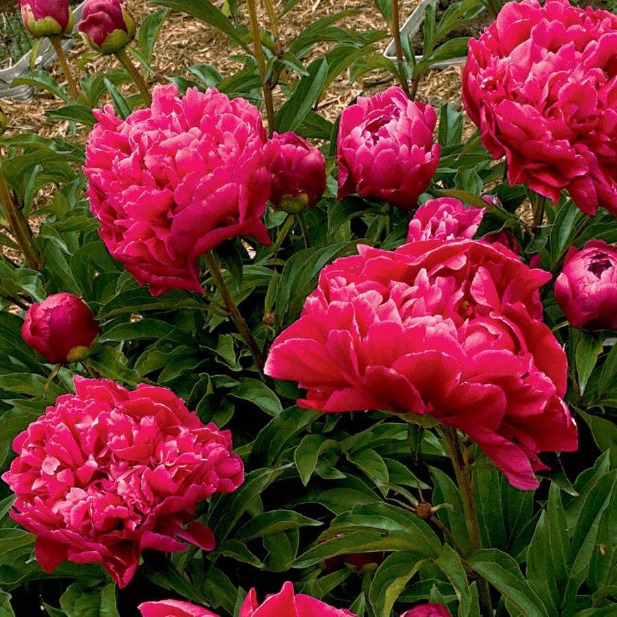 Paeonia 'Karl Rosenfield'