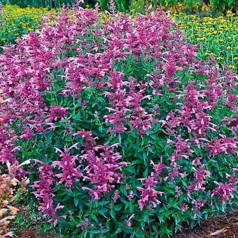 Agastache 'Rosie Posie' Hyssop
