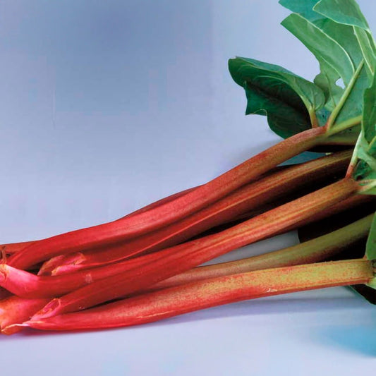 Rhubarb 'Victoria'