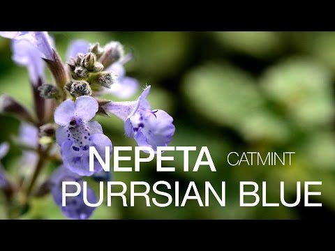 Nepeta 'Purrsian Blue'