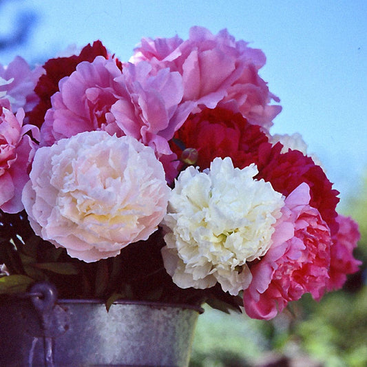 Paeonia Bushel of Blooms Mix