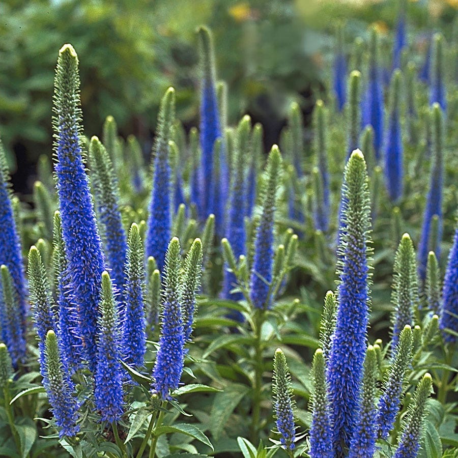 Veronica Royal Candles Speedwell – Wayside Gardens