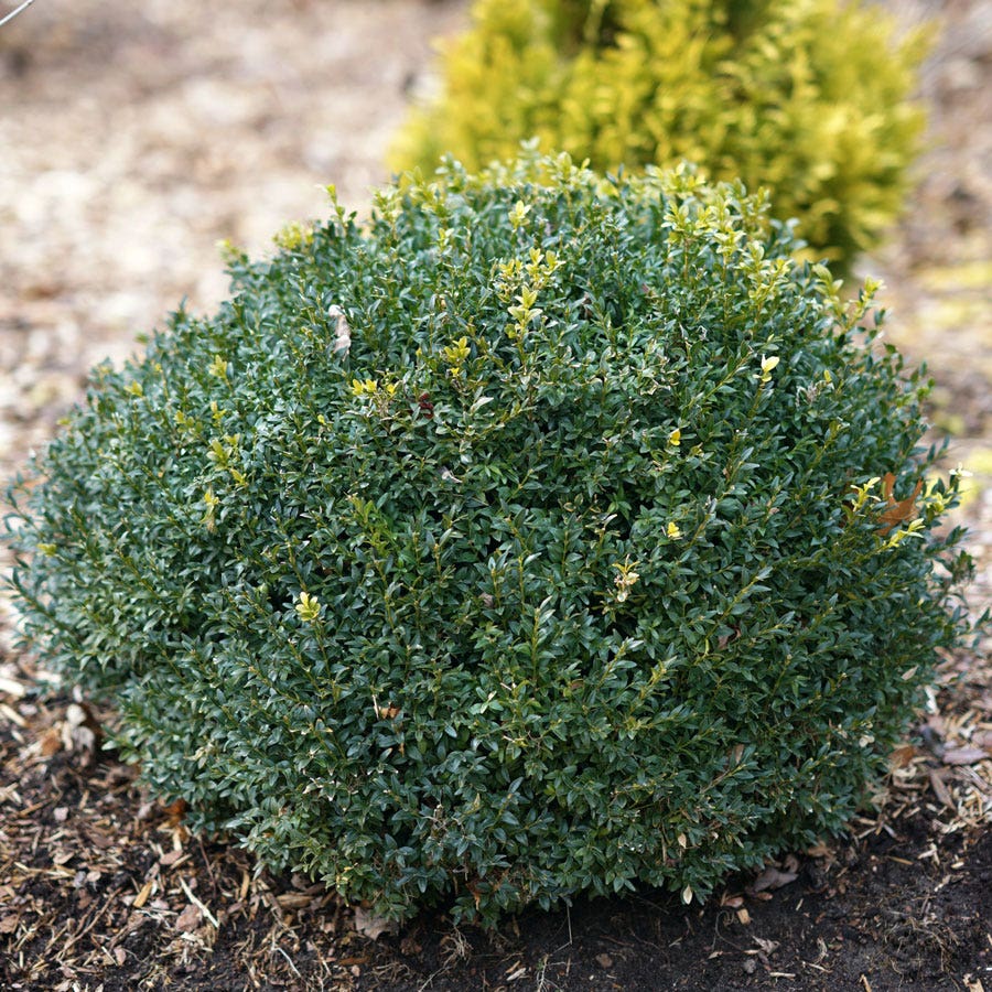 Buxus North Star® Boxwood