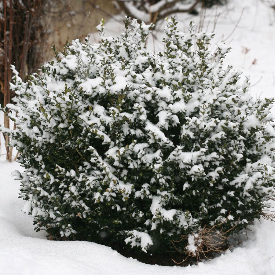 Buxus North Star® Boxwood