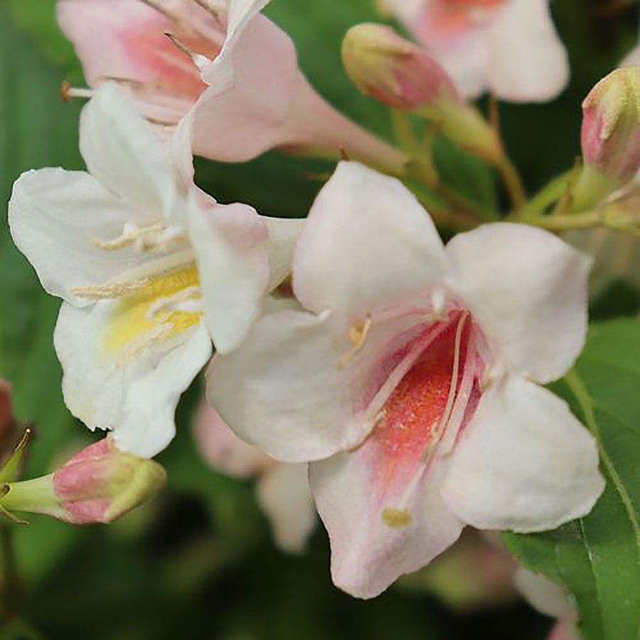 Weigela Sonic Bloom® Pearl