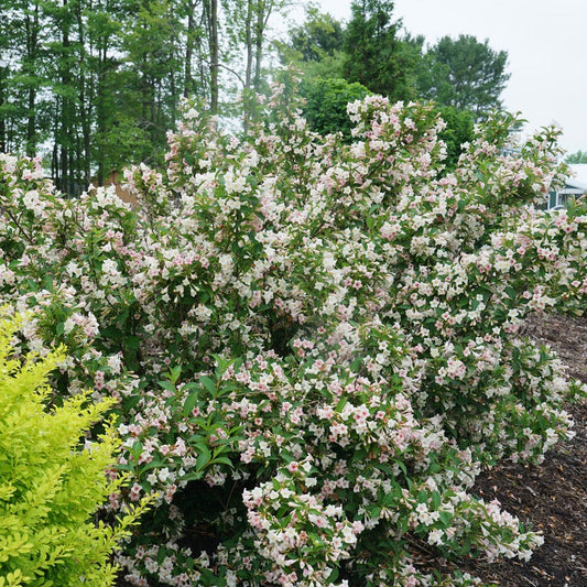 Weigela Sonic Bloom® Pearl