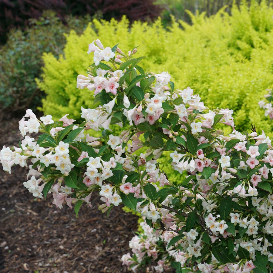 Weigela Sonic Bloom® Pearl