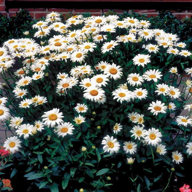 Leucanthemum 'Snow Cap' Shasta Daisy