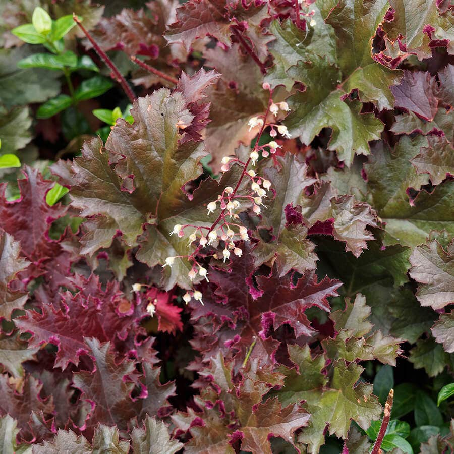 Heuchera 'Palace Purple' Coral Bells