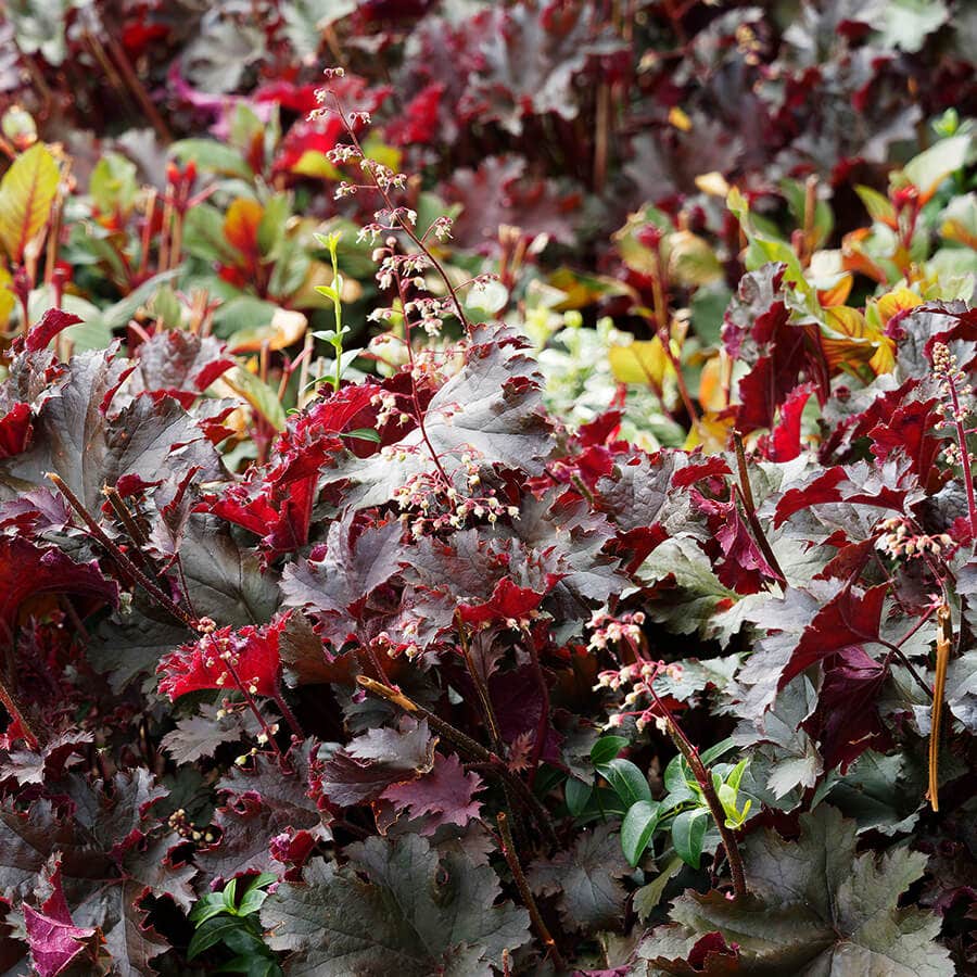 Heuchera 'Palace Purple' Coral Bells