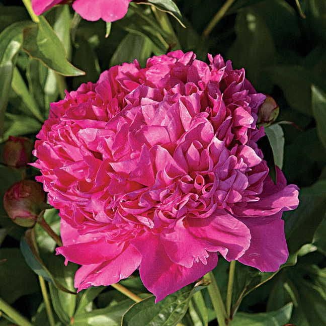 Paeonia 'Felix Crousse'