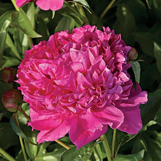 Paeonia 'Felix Crousse'