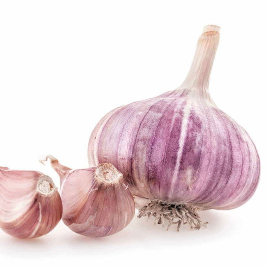 Garlic Chesnok Red Bulbs